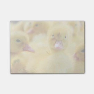 Kleine Enten Post-it Klebezettel