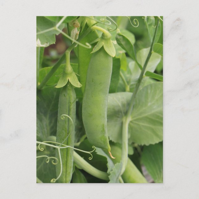 Kleine Erbsen des Sommers Postkarte (Vorderseite)