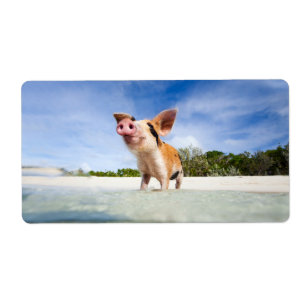 Kleine Ferkel