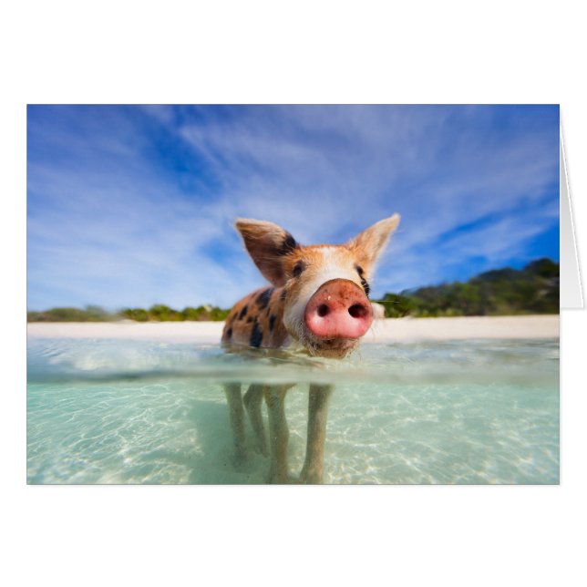 Kleine Ferkel (Vorderseite (Horizontal))