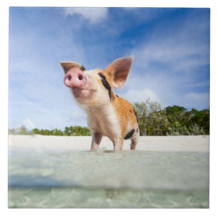 Kleine Ferkel Fliese