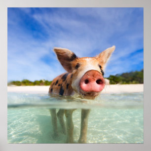 Kleine Ferkel Poster