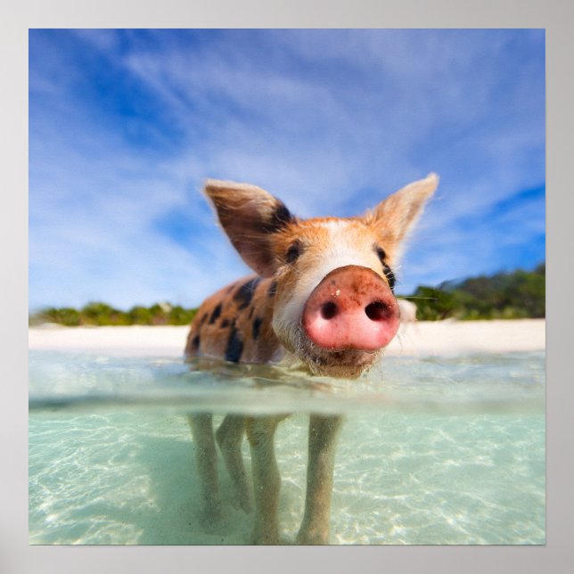 Kleine Ferkel Poster (Vorne)