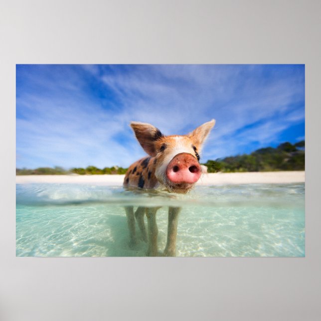 Kleine Ferkel Poster (Vorne)