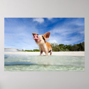 Kleine Ferkel Poster