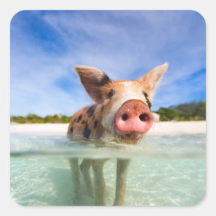 Kleine Ferkel Quadratischer Aufkleber