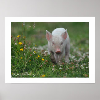 Kleine Ferkel Wandern in Blume Poster