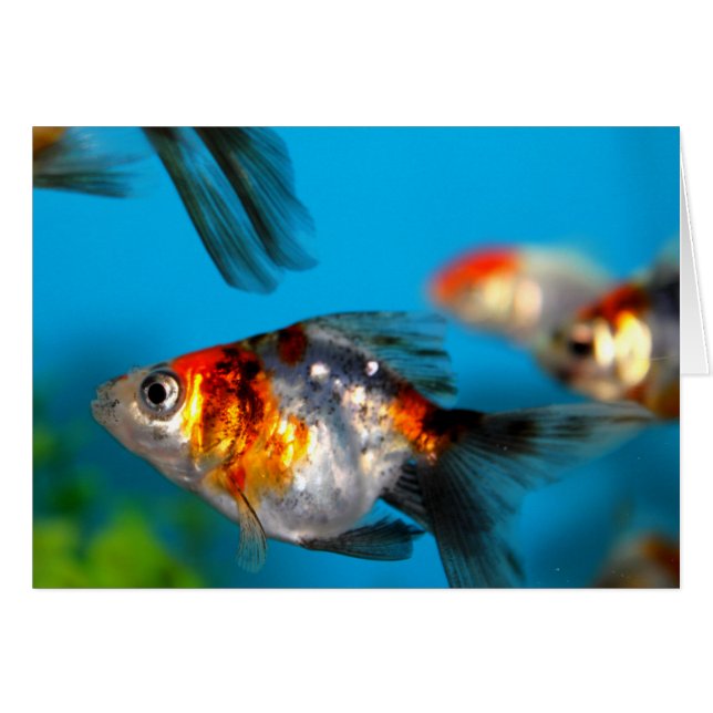 Kleine Fische (Vorderseite (Horizontal))