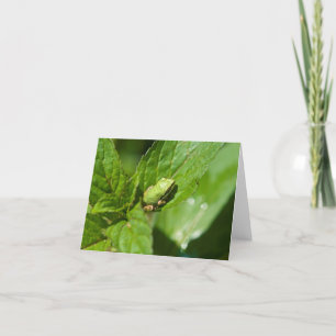 Kleine Frosch-Anmerkungs-Karte (glatt)