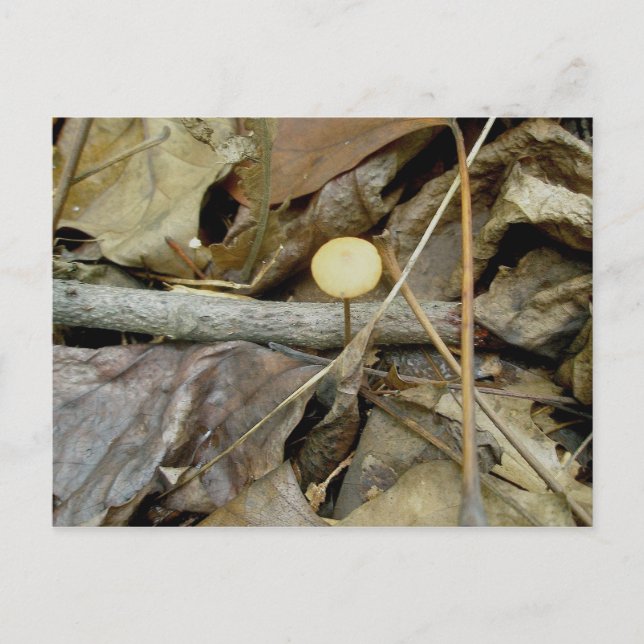 Kleine gelbe Pilzpostkarte Postkarte (Vorderseite)