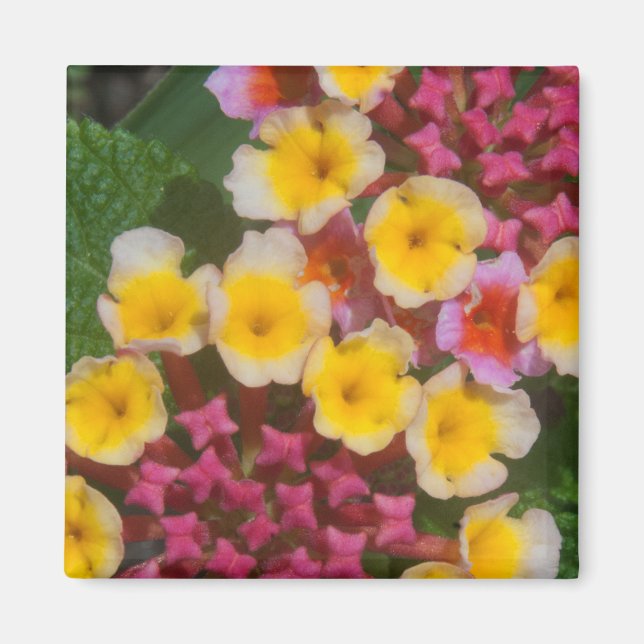 Kleine, gelbe tropische Blume mit rosafarbenen Bud Magnet (Vorne)