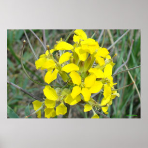 Kleine gelbe Wildblumen F14 Poster