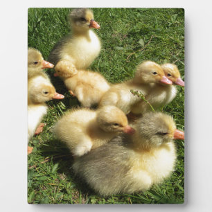 Kleine Goslings Fotoplatte