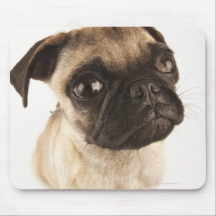 Kleine Hunderasse mit kurzem, geschwungenen Gesich Mousepad