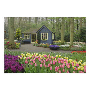 Kleine Hütte Blume, Keukenhof Gardens, Fotodruck