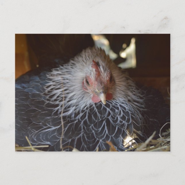 Kleine japanische Henne. Postkarte (Vorderseite)