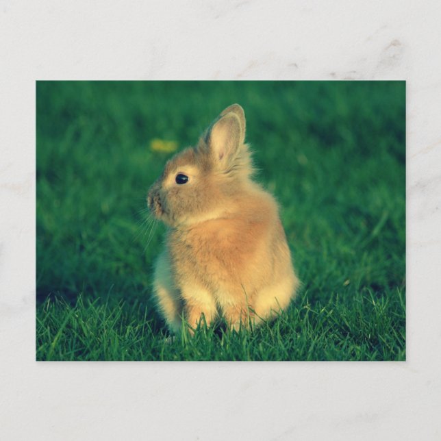 Kleine Kaninchen Postkarte (Vorderseite)