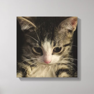 Kleine Katze Leinwanddruck