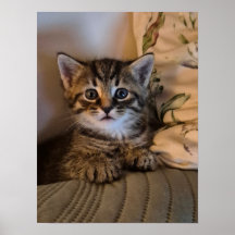 Kleine Katze