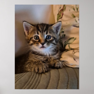 Kleine Katze Poster