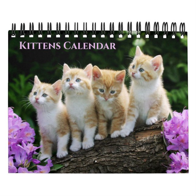 Kleine Katzenkalender Kalender (Titelbild)