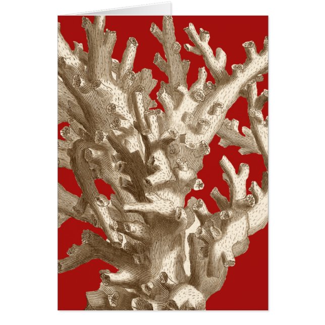 Kleine Koralle in Rot (Vorne)