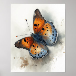 Kleine Kupfer Schmetterling Art Print Poster