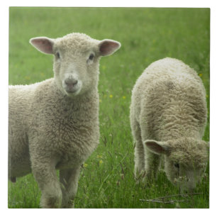 Kleine Lamm-Fliese Fliese