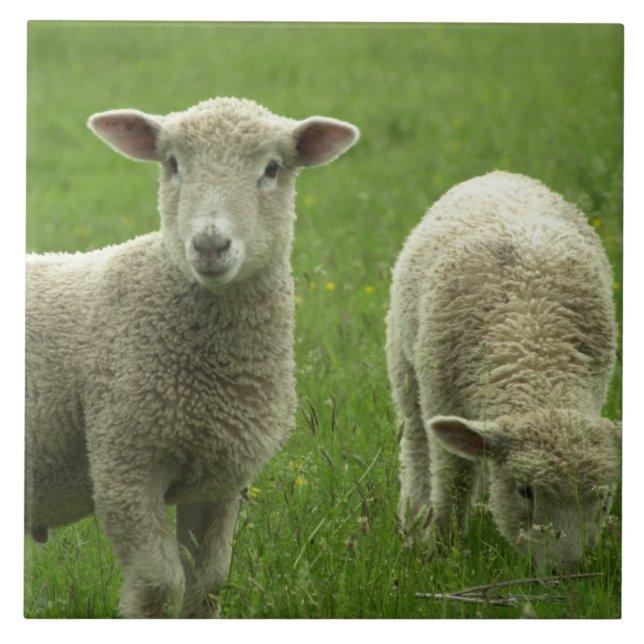 Kleine Lamm-Fliese Fliese (Vorderseite)