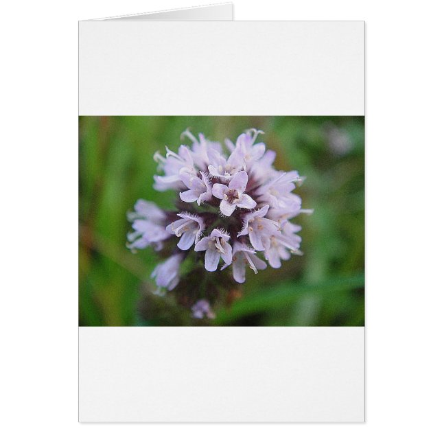 Kleine lila Blüten (Vorne)