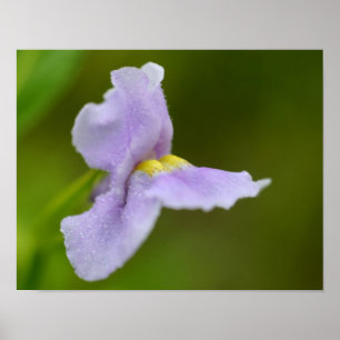 Kleine Lila Orchid-Blume Poster