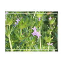 Kleine Lila Wildblumen