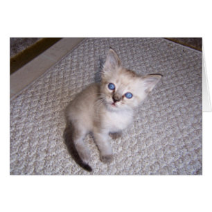 Kleine Louie Kätzchen-Katze