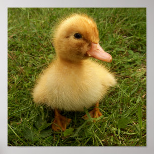 kleine lustige Vögel Poster