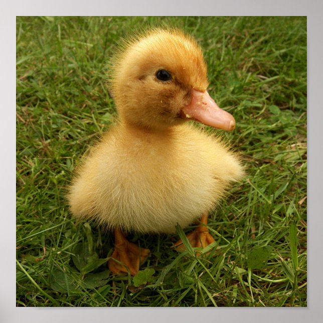 kleine lustige Vögel Poster (Vorne)