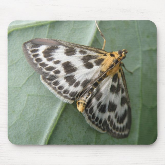 Kleine Magpie Moth Mousepad (Vorne)