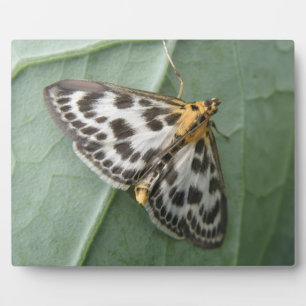 Kleine Magpie Moth Plaque Fotoplatte