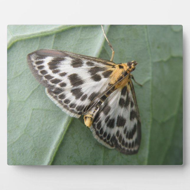 Kleine Magpie Moth Plaque Fotoplatte (Vorderseite)