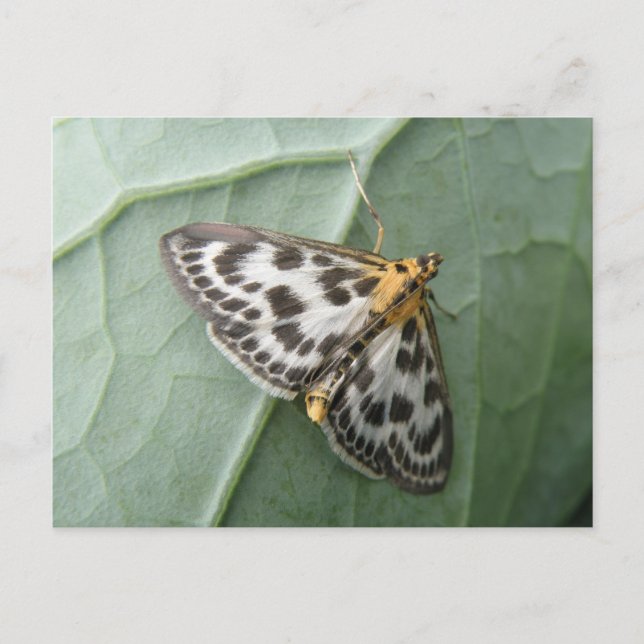Kleine Magpie Moth Postkarte (Vorderseite)