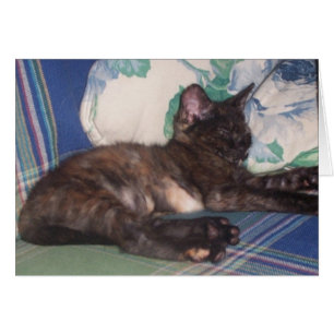 Kleine Miezekatze
