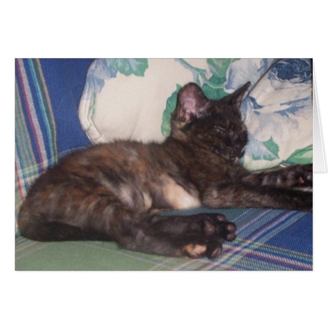 Kleine Miezekatze (Vorderseite (Horizontal))