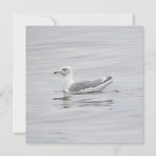 Kleine Möwe