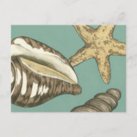 Kleine Muschel Trio auf Aquamarin