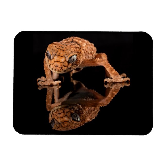 Kleine Niedliche Lizard Reptil mit Reflektion Magnet (Horizontal)