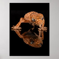 Kleine Niedliche Lizard Reptil mit Reflektion