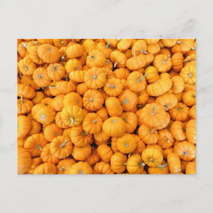 Kleine Orange Fall Harvest Pumpkins Postkarte