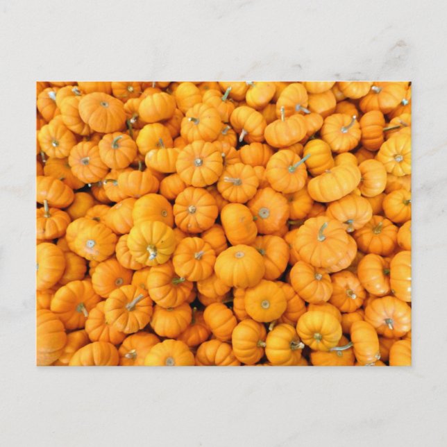 Kleine Orange Fall Harvest Pumpkins Postkarte (Vorderseite)