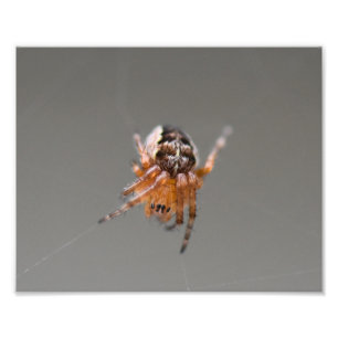 Kleine Orange Niedlich Spider  Fotodruck