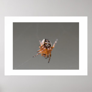 Kleine Orange Niedlich Spider Poster