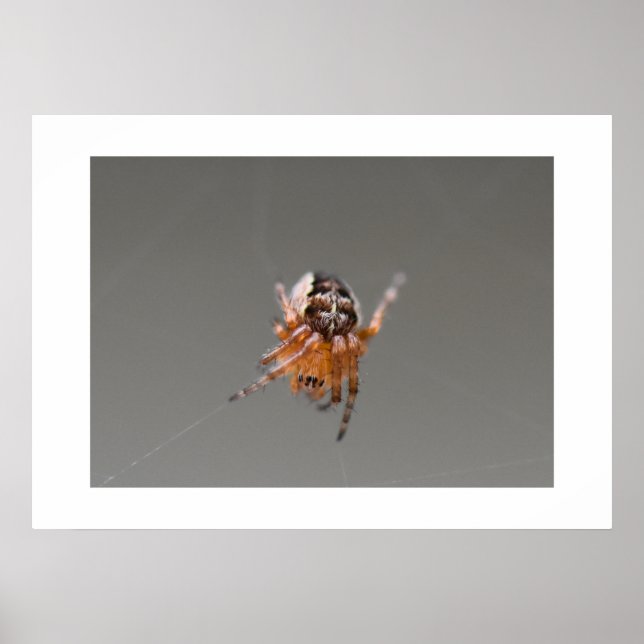 Kleine Orange Niedlich Spider Poster (Vorne)
